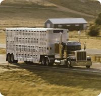 Livestock transport