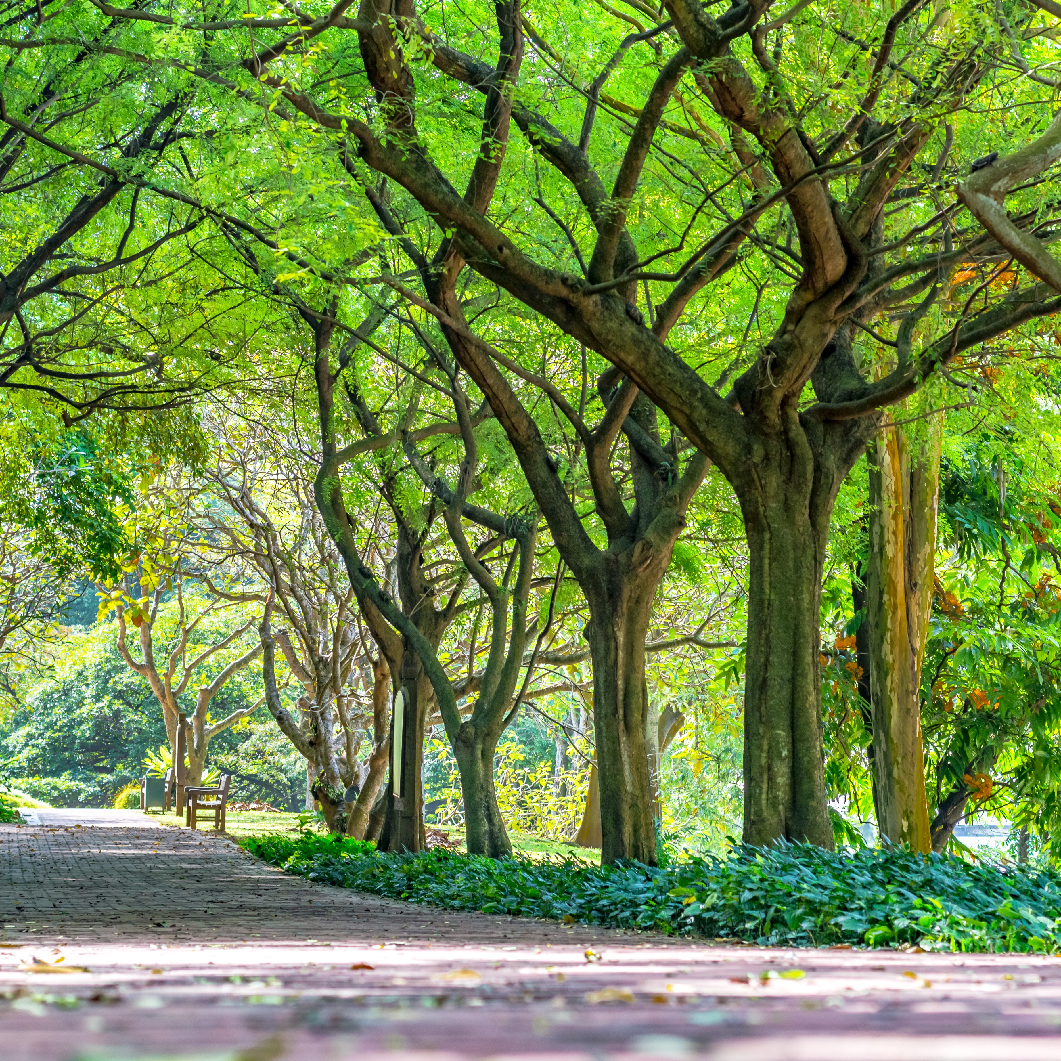 Infineum Singapore supports national effort to plant one million trees